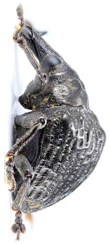 Omophorus cupreus